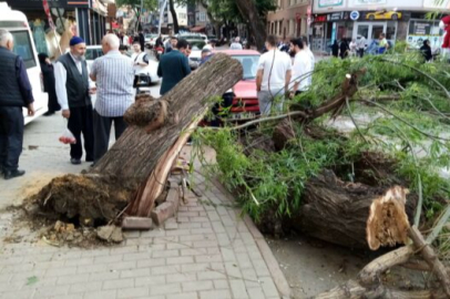 Bursa’da şok görüntü! Otomobilin üzerine ağaç devrildi