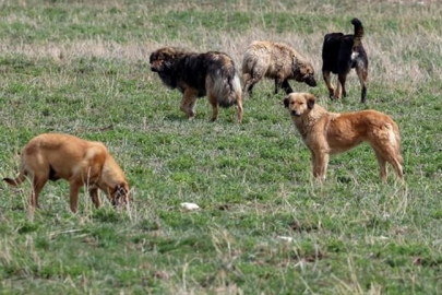 Bakan Yumaklı: Başıboş köpek sayısı 4 milyona yakın