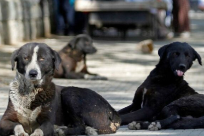 Başıboş köpek sorunu! Çözüm için yeni formül