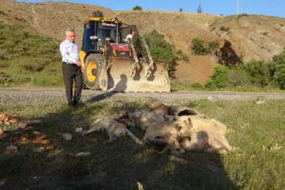 Vahşet! 20’nin üzerinde sokak köpeği ölü bulundu