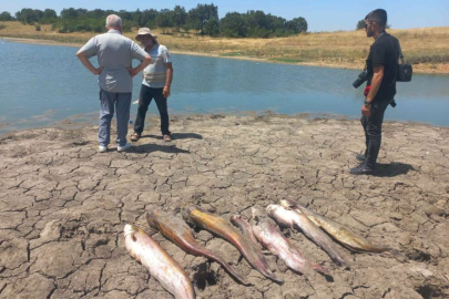 Toplu balık ölümleri dikkat çekti