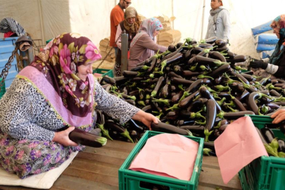 Bursa patlıcanında hasat şenliği