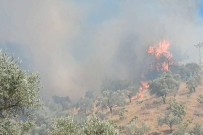 Bursa’da orman yangını