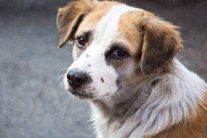 Sokak köpeklerine yönelik tartışmalı kanun yürürlüğe girdi