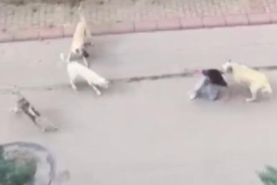 Bu soruna çare bulunmayacak mı? Başıboş köpekler 13 yaşındaki çocuğa saldırdı