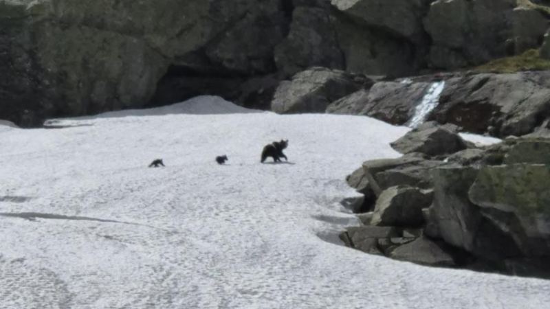 Uludağ'da kış uykusundan uyanan ayı ailesi görüntülendi