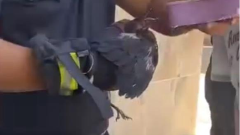 Bursa'da yavru karga için seferber oldular