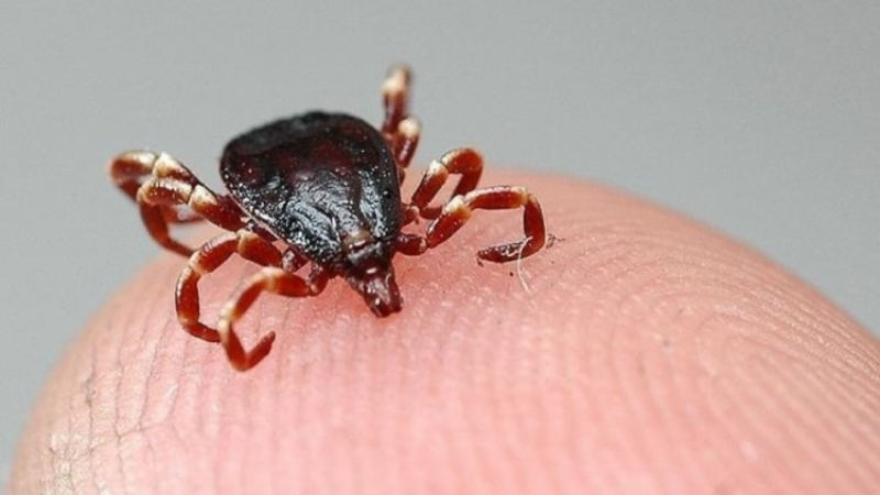 Kene kabusu; Bir can daha gitti