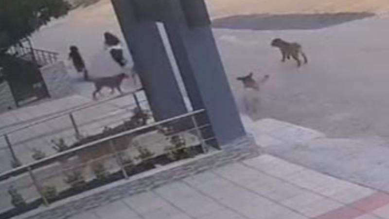 Bursa'da başıboş köpekler dehşet saçmaya devam ediyor
