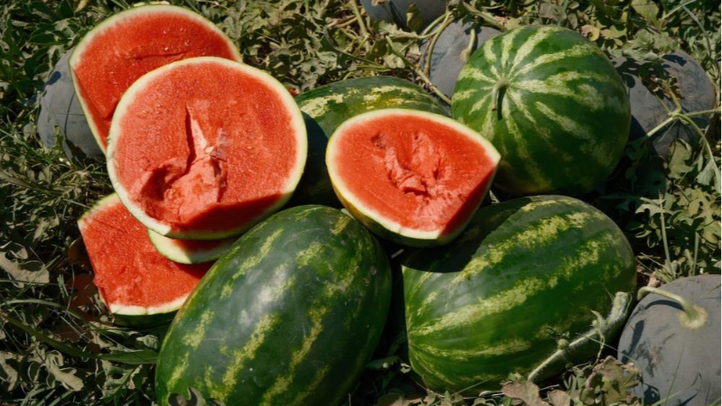 Bursa'da karpuzun fiyatı 70 kilometrede 30'a katlanıyor